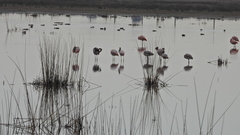 Phoenicopterus chilensis
