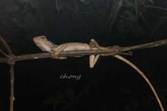 Calotes emma