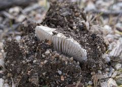 Amanita farinacea