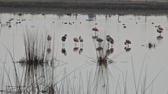 Phoenicopterus chilensis