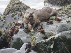 Lontra canadensis pacifica