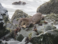 Lontra canadensis pacifica