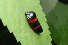 Cosmoscarta abdominalis