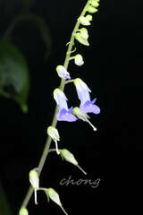 Rhynchoglossum