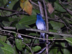 Cyornis hainanus