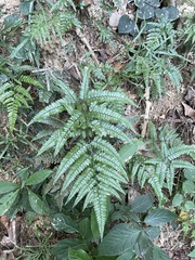 Arachniodes aristata