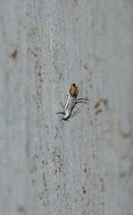 Gelechioidea