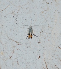 Gelechioidea