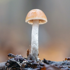 Psilocybe serbica