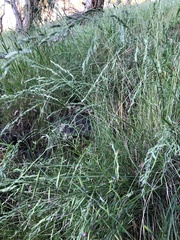 Poa crassicaudex