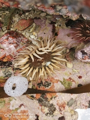 Anthopleura michaelseni