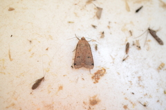 Abagrotis cupida