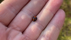 Harmonia axyridis