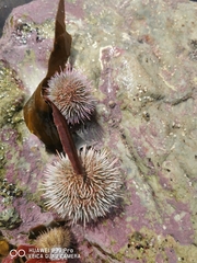 Euechinoidea