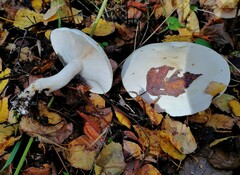 Tricholoma album