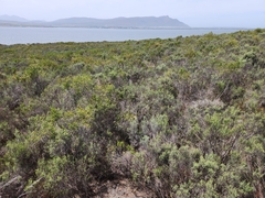 Dicerothamnus rhinocerotis