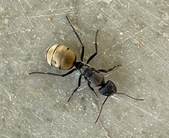 Camponotus sericeus
