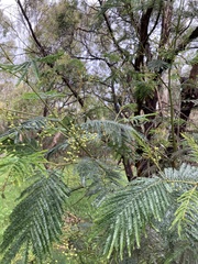 Acacia mearnsii