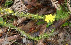 Hibbertia fasciculata