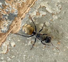 Camponotus sericeus