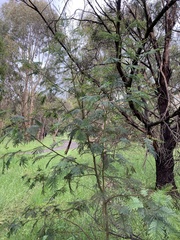 Acacia mearnsii