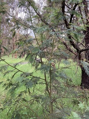 Acacia mearnsii