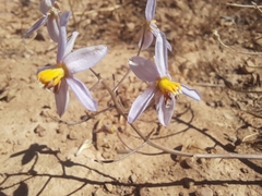 Cyanella hyacinthoides
