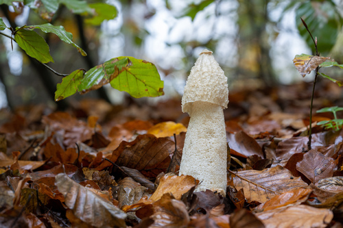 Hadovka smradľavá (Phallus impudicus)