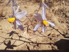 Cyanella hyacinthoides