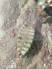 Polyplacophora