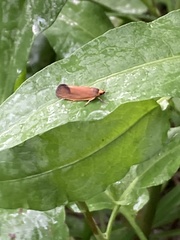 Delexocha ochrocausta