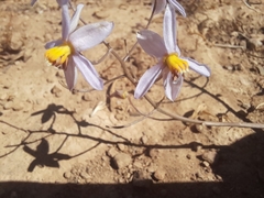 Cyanella hyacinthoides