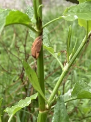 Delexocha ochrocausta