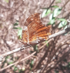 Hypna clytemnestra huebneri