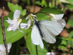 Pieris virginiensis
