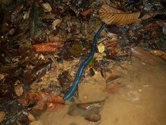 Megascolex caeruleus