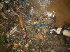 Megascolex caeruleus