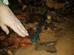 Megascolex caeruleus