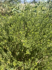 Psoralea bracteolata