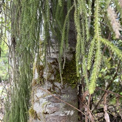 Dacrydium cupressinum