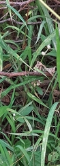 Dactyloctenium aegyptium