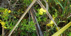 Hibbertia virgata