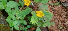Biophytum sensitivum