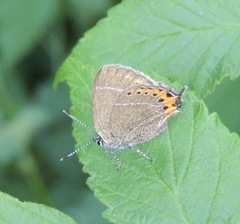Satyrium pruni