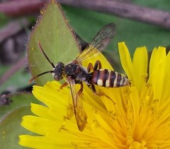 Nomada denticulata