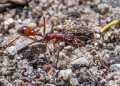 Myrmecia nigriscapa
