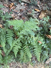 Microlepia nepalensis