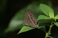 Mycalesis visala