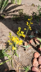Eulophia speciosa
