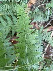 Microlepia nepalensis